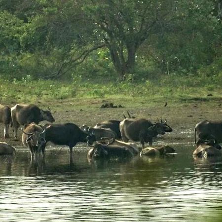 All View Safari Resort Удавалаве Екстер'єр фото