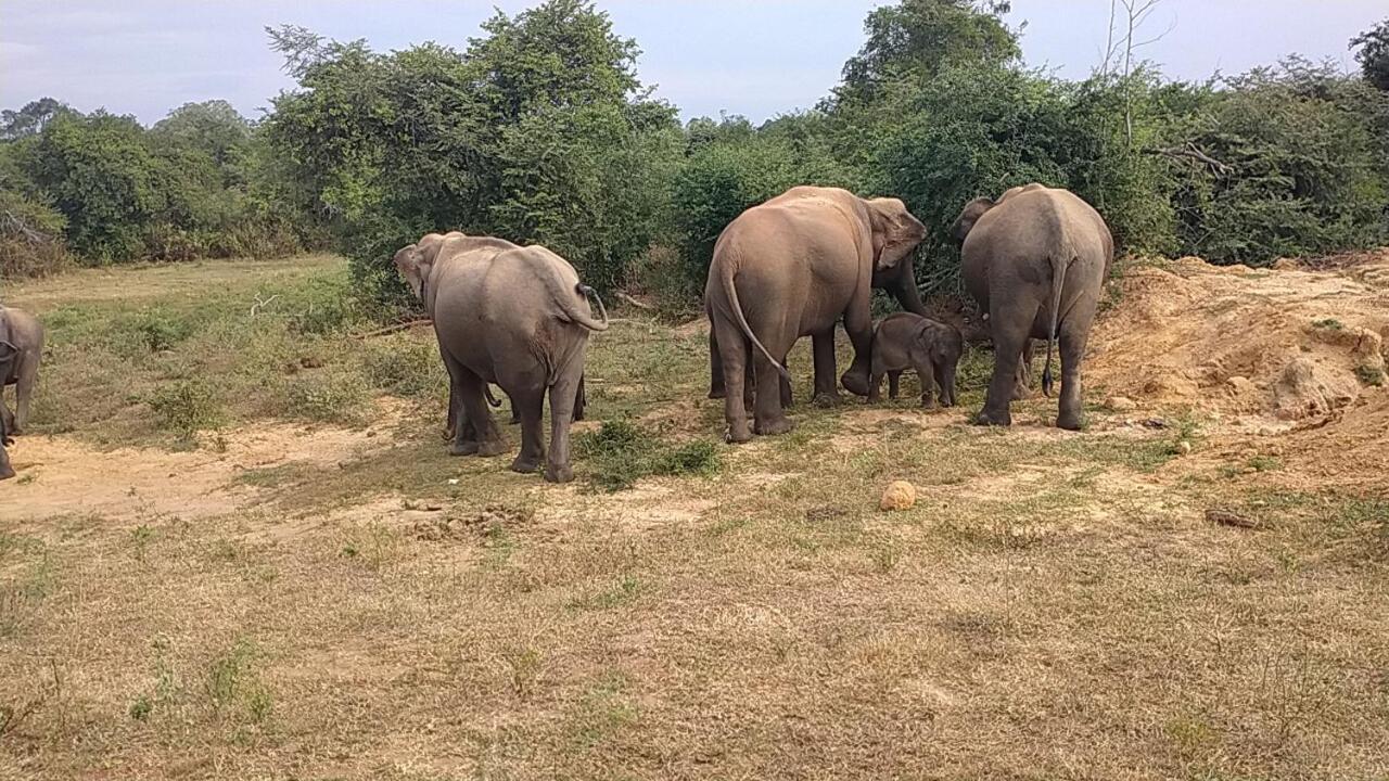 All View Safari Resort Удавалаве Екстер'єр фото